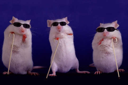Blind Mice Get Their Sight Back After Gene Insertion