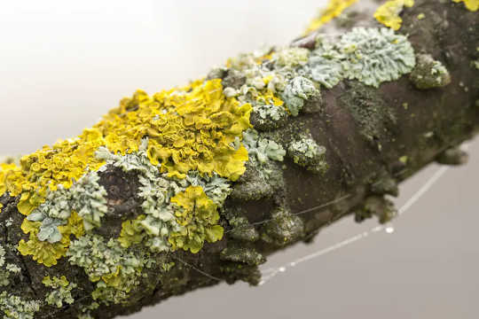 Lichen are natural air pollution monitors that children can measure to keep track of their local environment. 