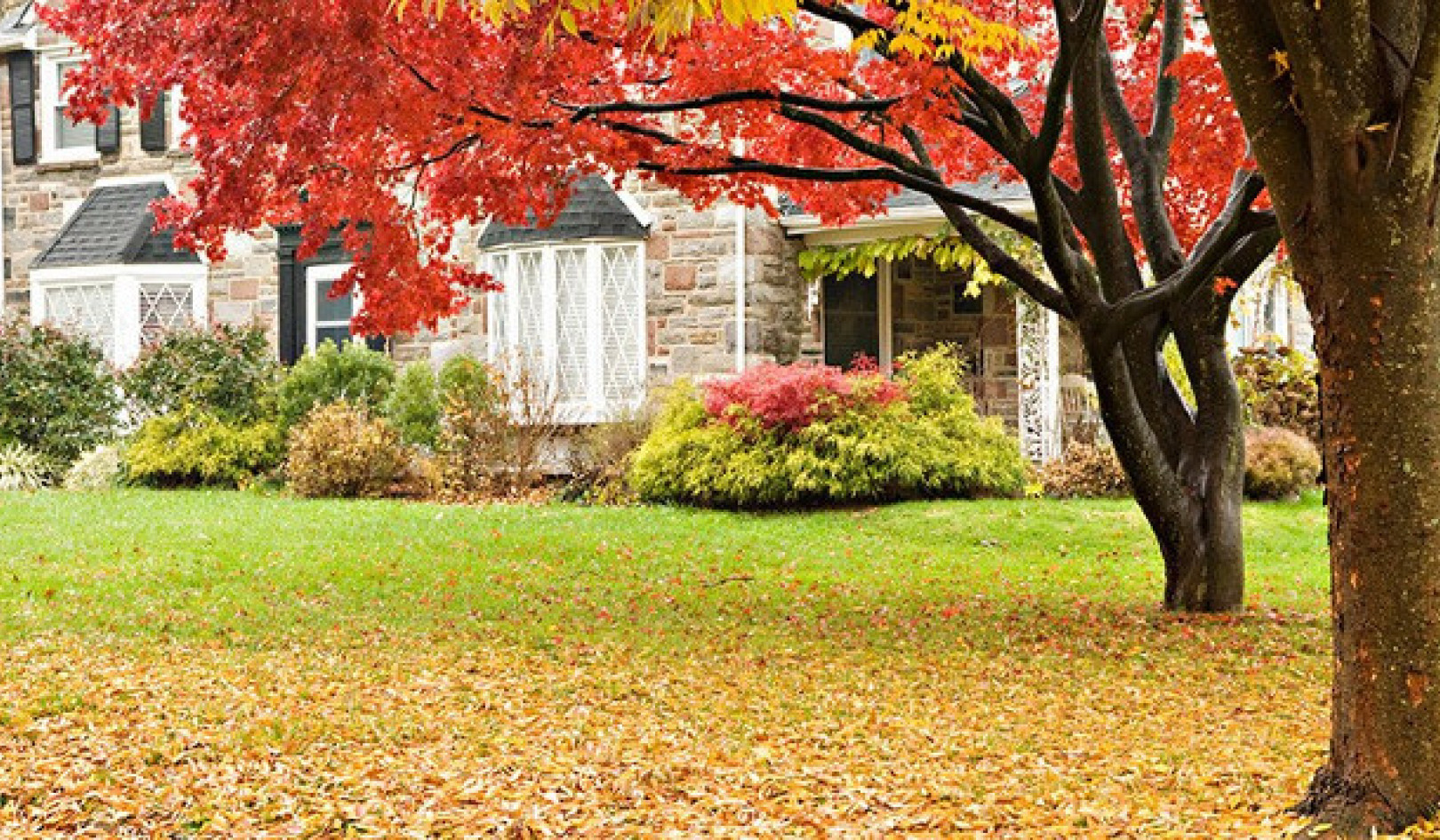 Autumn Leaves: Your Secret to a Greener, Healthier Lawn