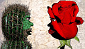 stylized faces: one is a cactus, the other a rose